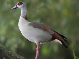 originals &raquo; biesbosch_11
