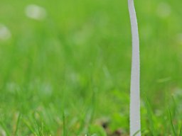 originals &raquo; close-up_and_macro_8 &raquo; fungi_15